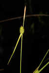 Sulphur sedge